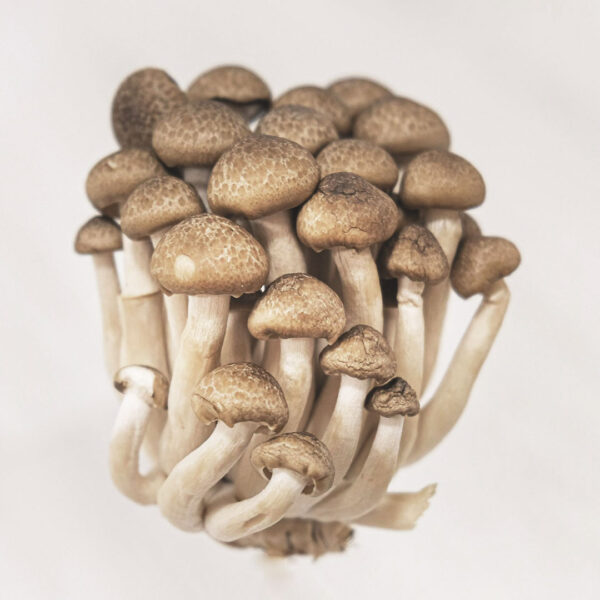 Cogumelo Shimeji 500g - Imagem 2
