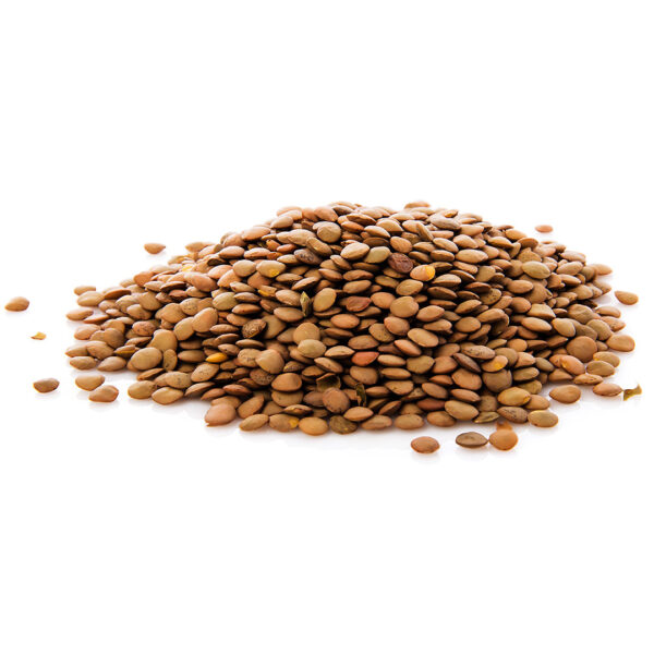Lentilha Canadense