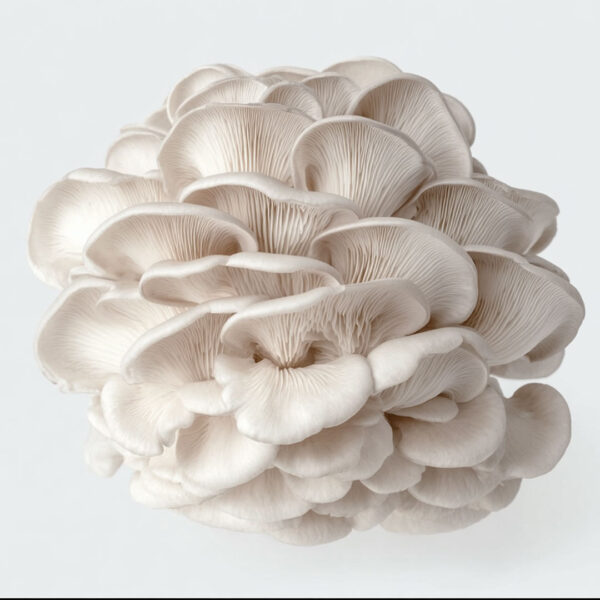 Cogumelo Shimeji 500g