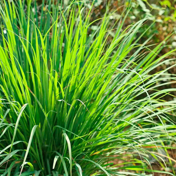 Citronela Maço