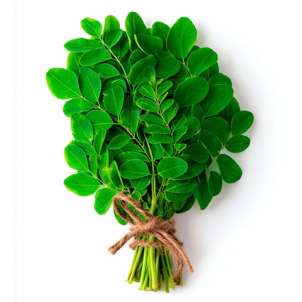 Moringa Maço